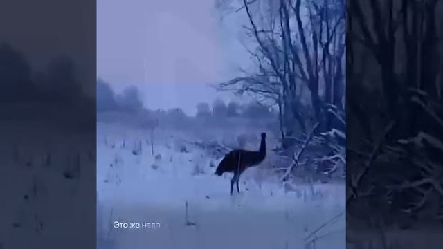 С фермы в Ленинградской области сбежал страус.