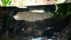 Океанариум Санкт-Петербург