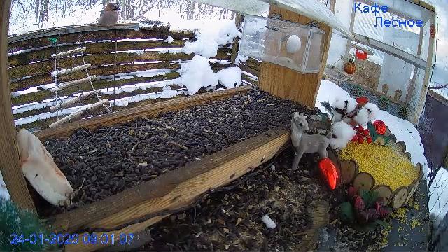 🔴 24 LIVE Главная Кормушка смотреть онлайн