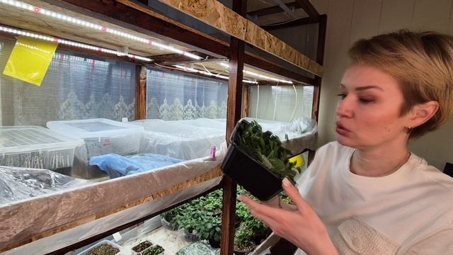 УХОД ЗА ЧЕРЕНКАМИ ВО ВРЕМЯ УКОРЕНЕНИЯ.2026 смотреть онлайн