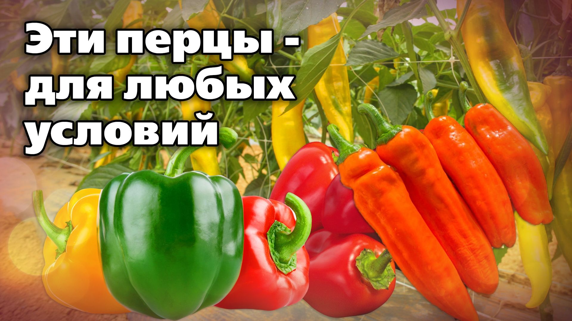 Сорта перцев для открытого грунта и теплиц. Всегда достойные урожаи смотреть онлайн