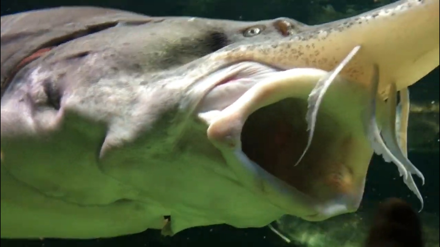 УВИДЕННОЕ ОЧЕНЬ ВПЕЧАТЛИЛО👍САМЫЙ БОЛЬШОЙ ОКЕАНАРИУМ В ЕВРОПЕ🐬МОСКВАРИУМ🐠 смотреть онлайн