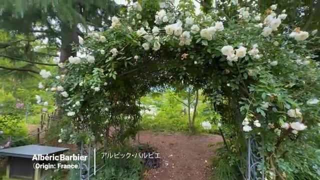 🌹🌹🌹🌹🌸🌸🍀☘️ смотреть онлайн