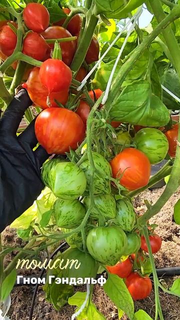 Томат Гном Гэндальф смотреть онлайн