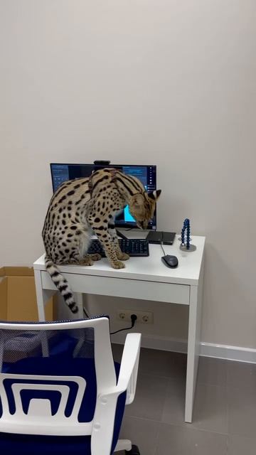 Жизнь с саванной кошкой: секреты комфортного сосуществования смотреть онлайн