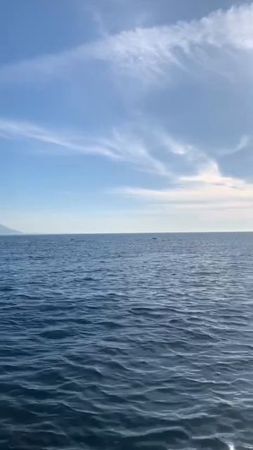 Дельфины кочевники. смотреть онлайн