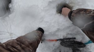 С щукой в устье Волхова в этом году, слабовато. Бели море. #рыбалка