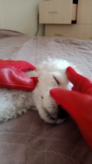 Мой питомец Малыш﹥:р смотреть онлайн