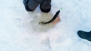 Запуск от 24.01.26