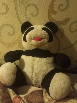 учитель ястреб