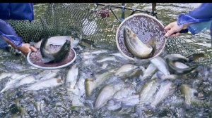 Удивительные навыки ловли и разделки радужной форели, приготовление сушеной форели. Тайвань