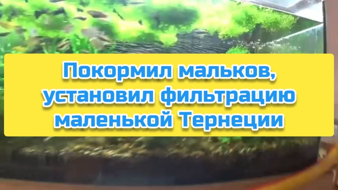 Покормил мальков, установил фильтрацию маленькой Тернеции смотреть онлайн