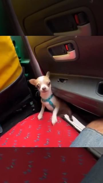 Решила прогуляться но не расчитала смотреть онлайн