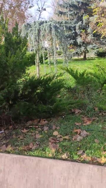 какой интересный кедр _) кедр атлаский глаока #сад #сорт #природа #крым #симферополь смотреть онлайн