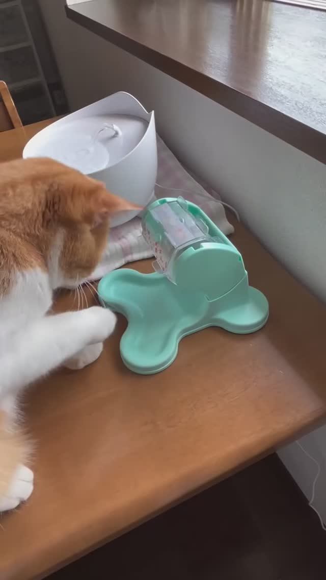 Кот-лудоман - горе в семье 🥲 смотреть онлайн