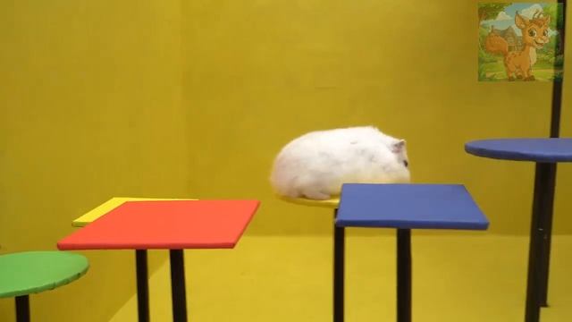 Маленький хомячок прибыл в лабиринт с блоками! смотреть онлайн