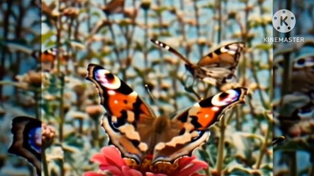 preview 2 BFDI 2763 V56 смотреть онлайн