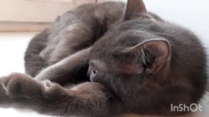 Мишка с Тишкой дома.