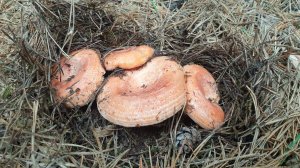 РЫЖИКИ ! Грузди рыжие грибы !