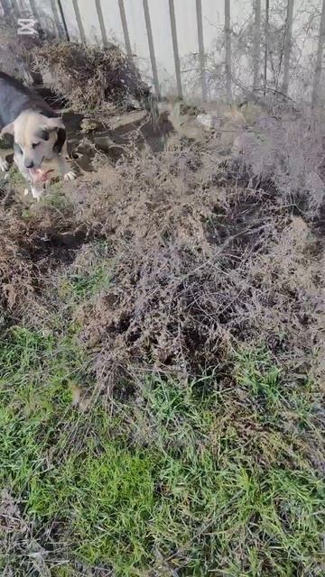 У заботливой мамочки оказывается два щенка смотреть онлайн