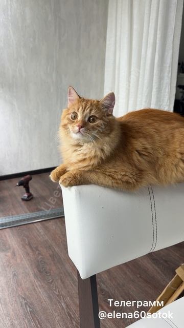 Каждый день по СТЕЛЛАЖУ для растений 😳😳😳, мебели не место дома, велено - не сидеть и не лежать😂 смотреть онлайн