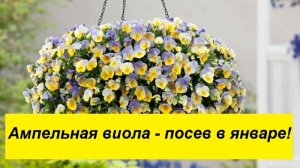 Посев ампельной виолы в январе для замены петунии в кашпо!