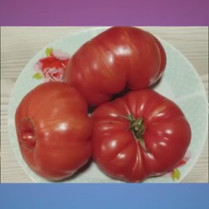 Томаты Польской селекции.  Новинки 2025 года. Часть 1