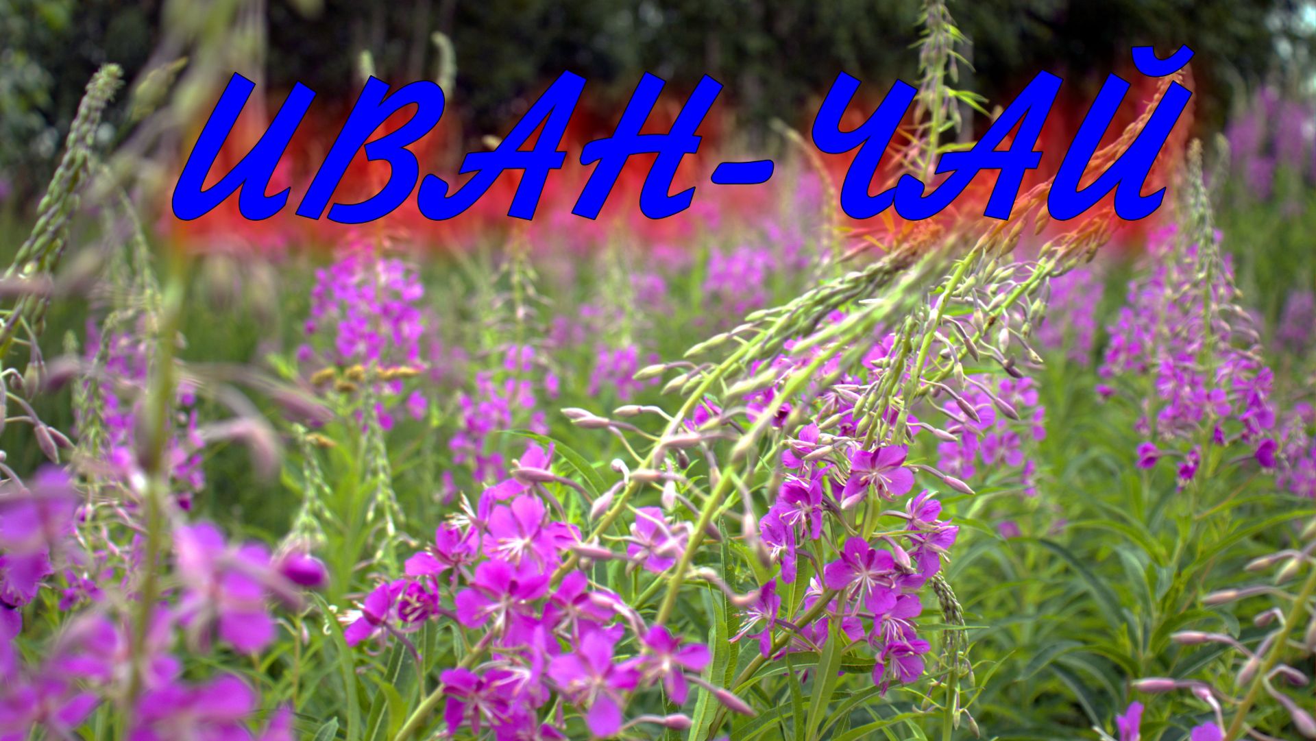 Иван-Чай, как произвести заготовку на зиму? смотреть онлайн