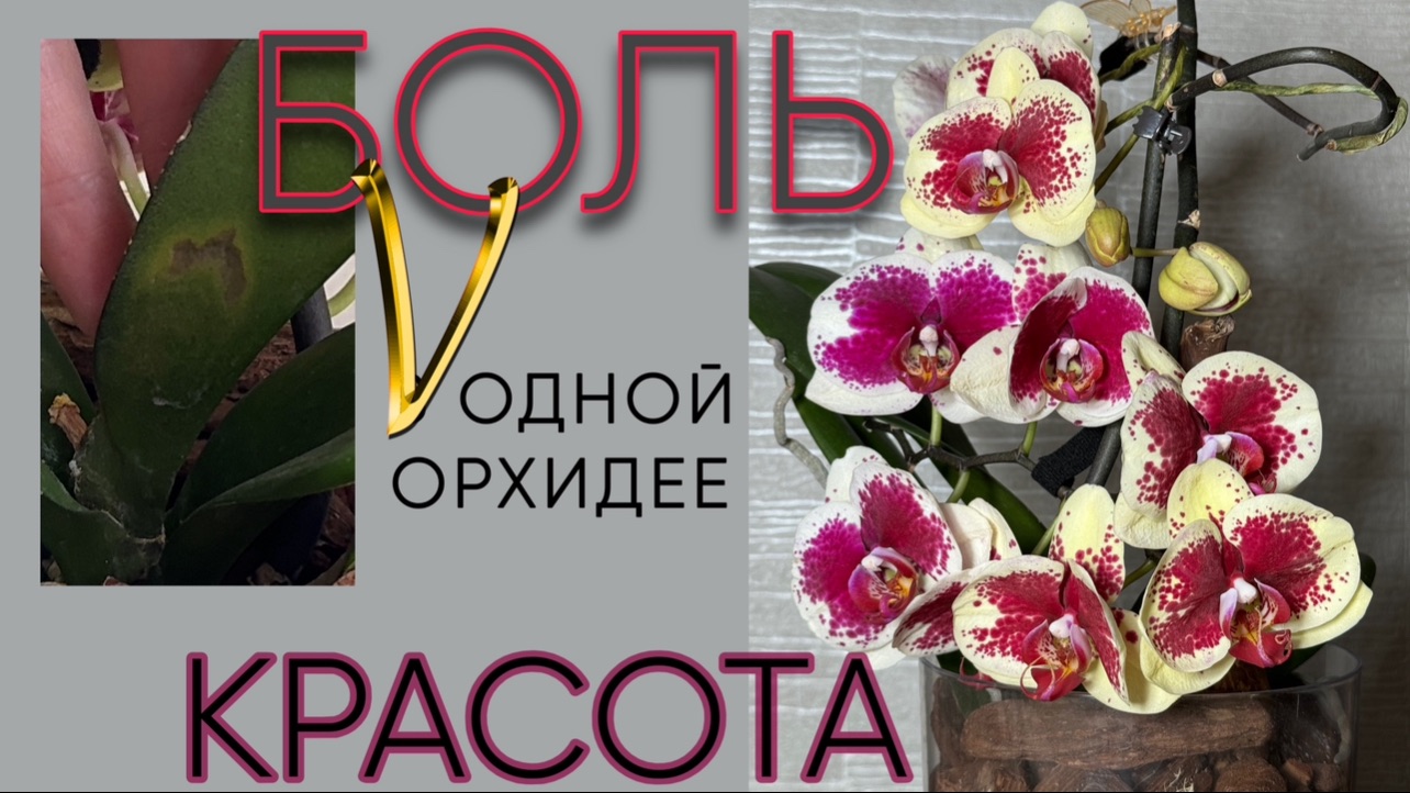 Грибковое заболевание V-образное пятно на листьях phal.Khalo. Лечение. Красивое цветение смотреть онлайн