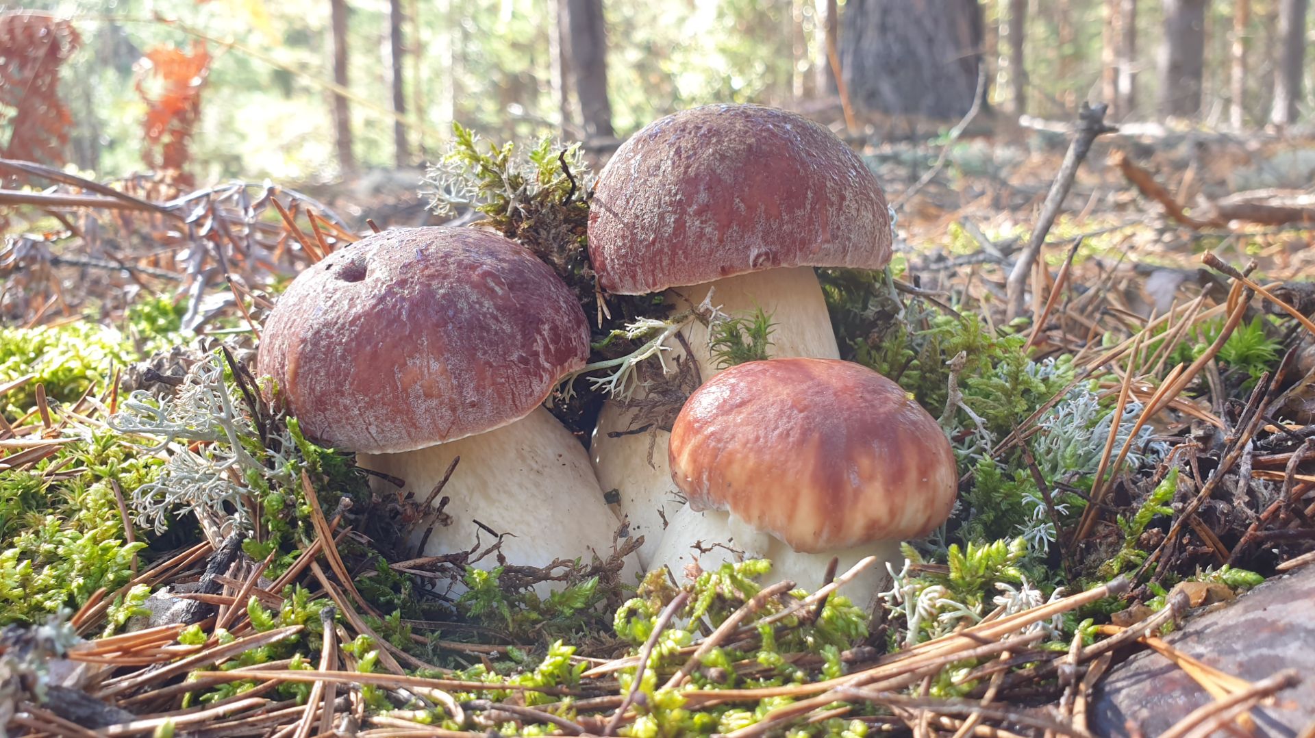 ЕПОНАМАМА ! ХОЧЕШЬ СОСНОВЫЕ ХОЧЕШЬ БЕРЁЗОВЫЕ ! БЕЛЫЕ ГРИБЫ БОРОВИКИ ПРУТ В ДУРЬ ! смотреть онлайн