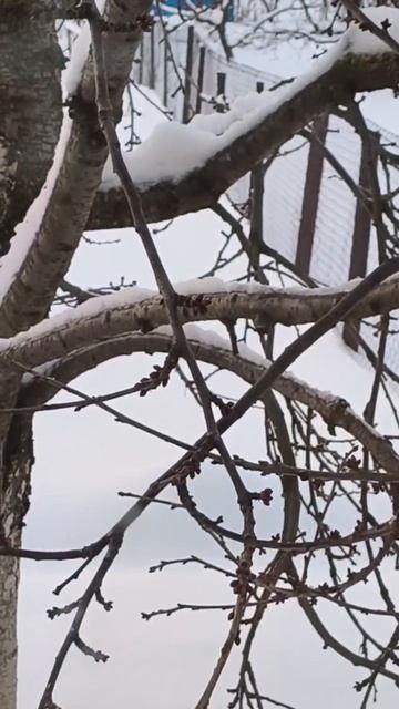 Хищник в образе 