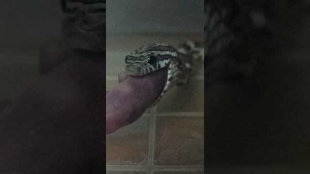 Кормление малыша маисового полоза №4. Продаётся! 23 января 2026 г. смотреть онлайн