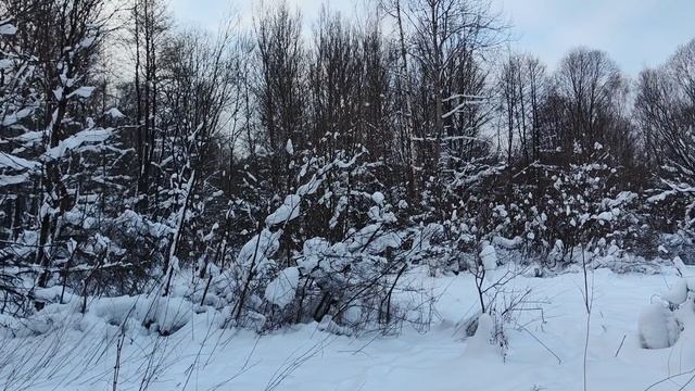 Лес зимой смотреть онлайн