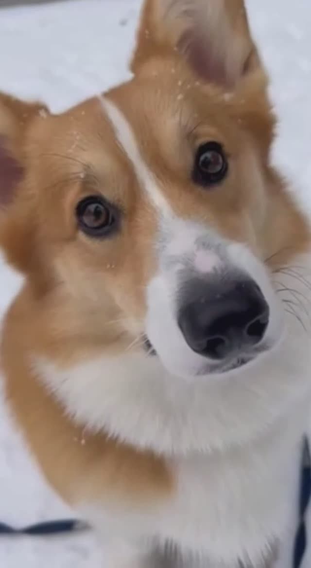 Если собака не хочет домой