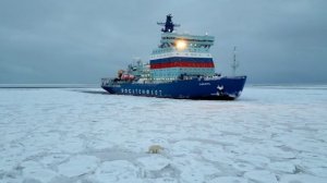 Белый медведь осмотрел ледокол