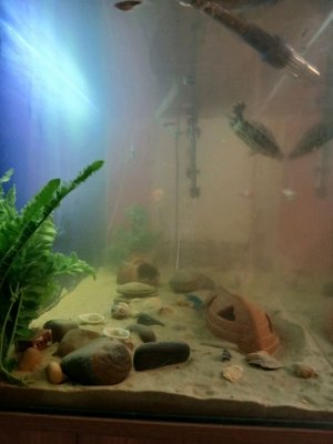 покорми голодных рыбок