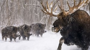 Выжить зимой в лесу. Как дикие животные справляются с морозами и голодом?