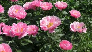 Пион Salmon Dream