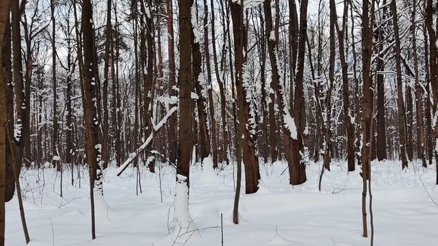 Минеральная подкормка птиц в лесу зимой смотреть онлайн