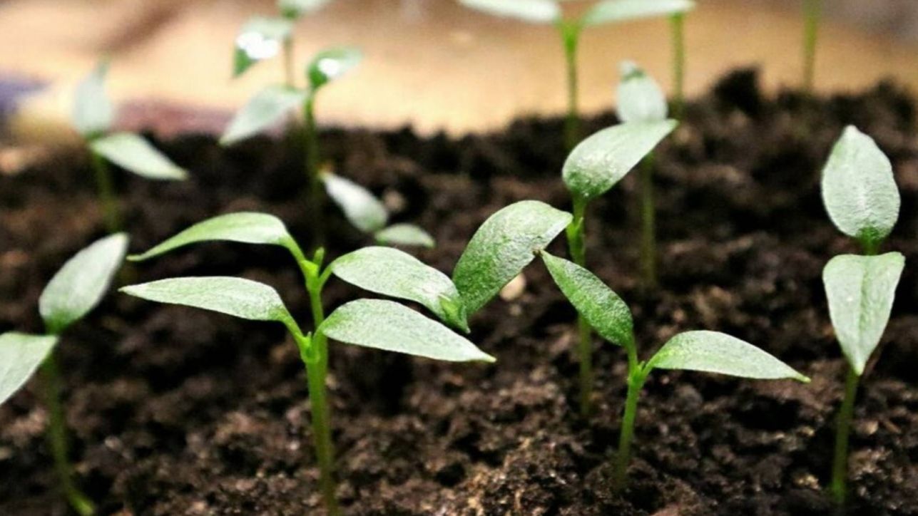 Сеем ПЕРЕЦ БЕЗ ЗАМОРОЧЕК и получаем ОТЛИЧНЫЙ УРОЖАЙ: Мега - УРОЖАЙ без ЛИШНИХ ХЛОПОТ!!! смотреть онлайн