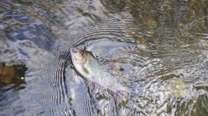 Калининградский Хариус