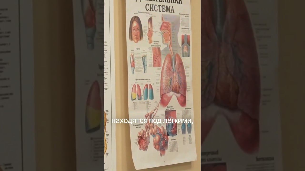 Техника работы с диафрагмальными лимфоузлами смотреть онлайн