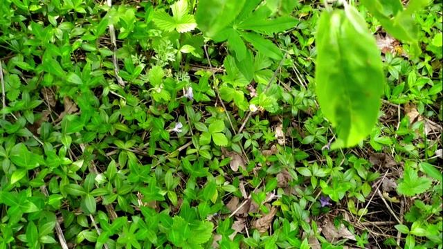 Барвинок на даче смотреть онлайн