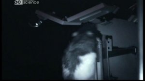 Странные связи 7 серия (документальный сериал, 2008)