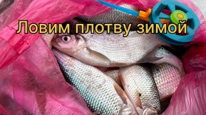 Ловим плотву зимой