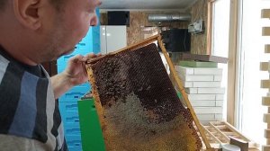 24.01.2026. Зимний расплод как приговор слабой семье. Обзор.