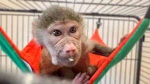 Ангелина кормит питомцев, а Люся забирает орехи у Соня даже не выходя из гамака)))