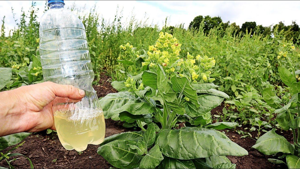 Можно ли выращивать табак в Подмосковье и более северных регионах? Какие сорта идеально подойдут? смотреть онлайн