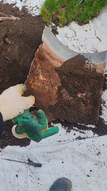 Теперь у меня в саду большая пальма смотреть онлайн