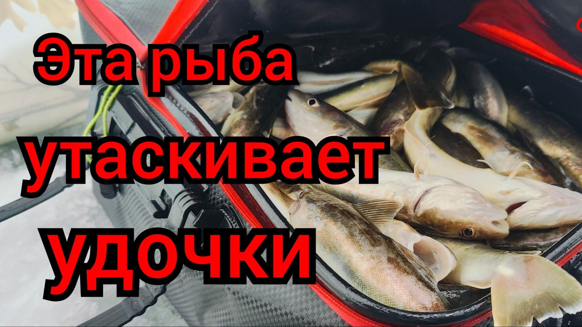 Эта рыба утаскивает удочки. Рыбалка на НАВАГУ. Первый лёд2025г.